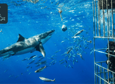 Shark Diving in Oahu What to Expect, What to Bring, and What It Costs