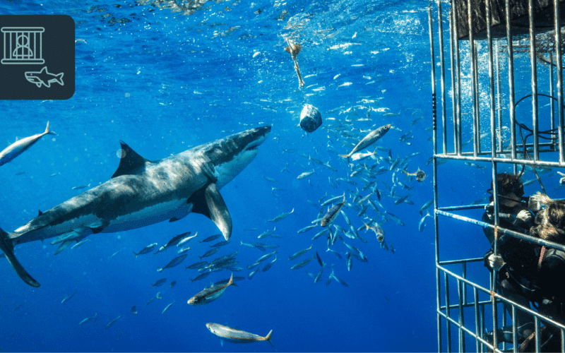 Shark Diving in Oahu What to Expect, What to Bring, and What It Costs