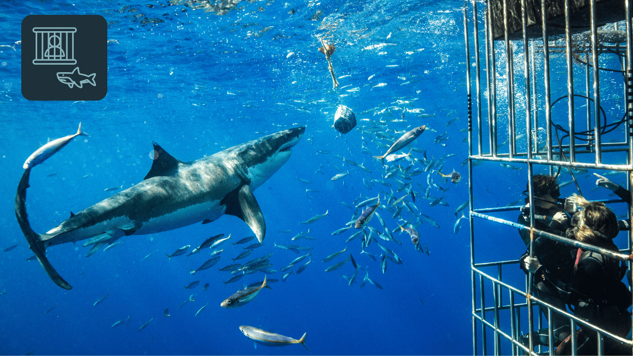 Shark Diving in Oahu What to Expect, What to Bring, and What It Costs